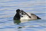 Ring-necked Duckborder=